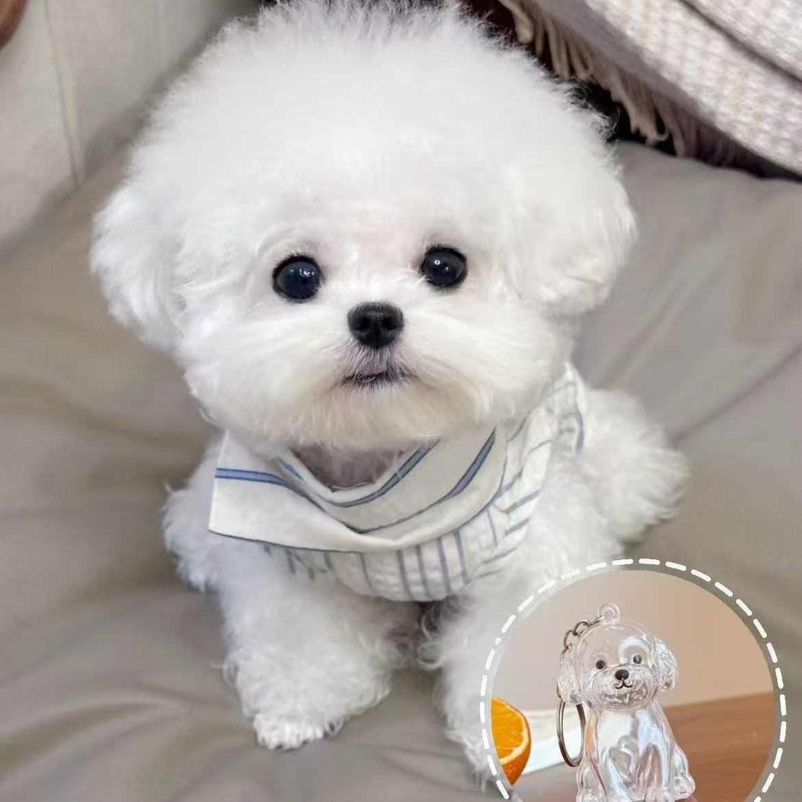 🔥Special Pricing For a Limited Time🐈🐕Best Deals Of The Week