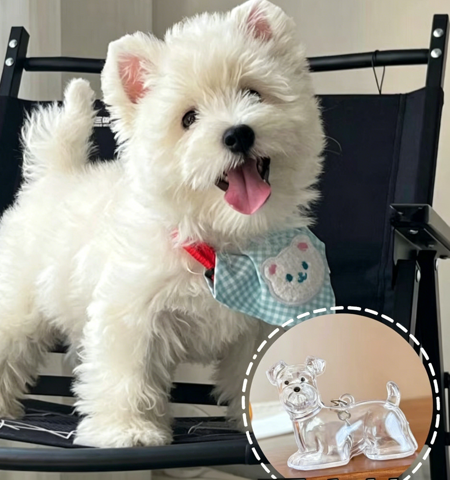 🔥Special Pricing For a Limited Time🐈🐕Best Deals Of The Week